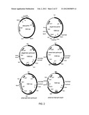 Expression and High-Throughput Screening of Complex Expressed DNA     Libraries in Filamentous Fungi diagram and image