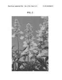 Salvia plant named  DANSALFN13  diagram and image