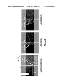 OPTICAL FORCE BASED BIOMOLECULAR ANALYSIS IN SLOT WAVEGUIDES diagram and image