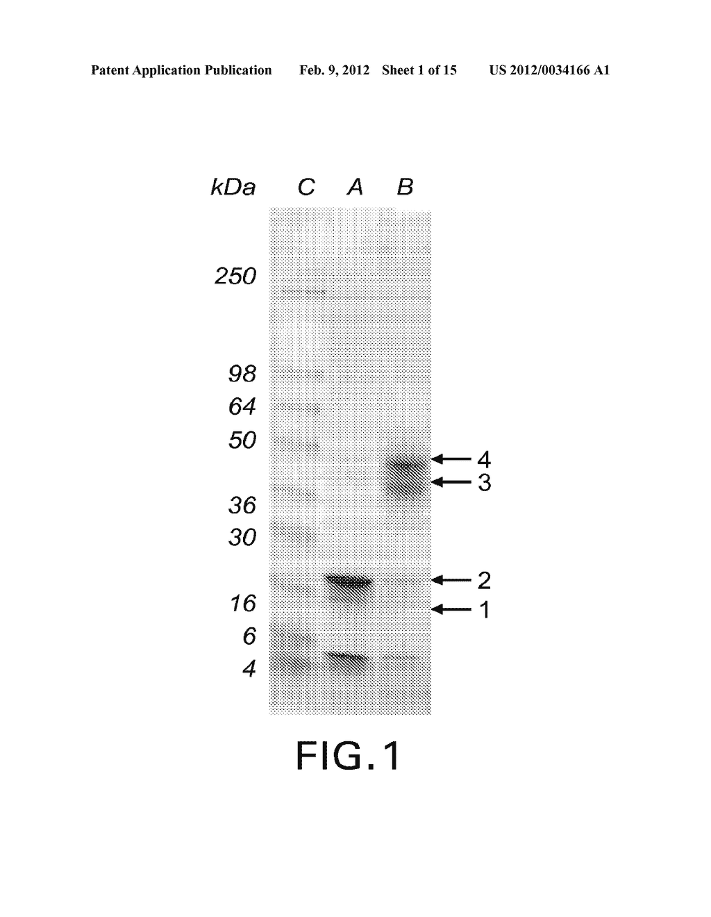 AMYLOID BETA(1-42) OLIGOMERS, DERIVATIVES THEREOF AND ANTIBODIES THERETO,     METHODS OF PREPARATION THEREOF AND USE THEREOF - diagram, schematic, and image 02