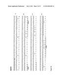 ANTI-CD20 ANTIBODIES AND FUSION PROTEINS THEROF AND METHODS OF USE diagram and image