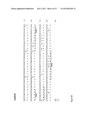 ANTI-CD20 ANTIBODIES AND FUSION PROTEINS THEROF AND METHODS OF USE diagram and image