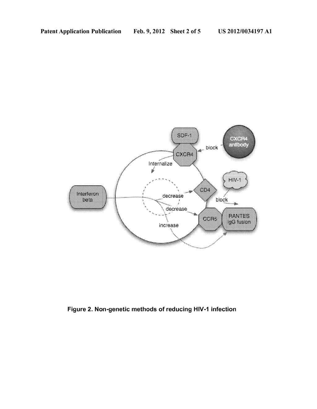 HIV-RESISTANT STEM CELLS AND USES THEREOF - diagram, schematic, and image 03