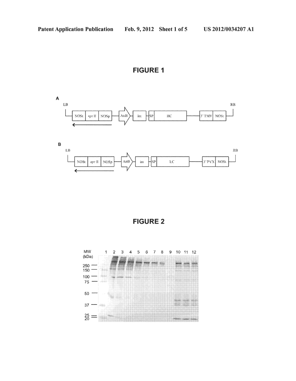 PRODUCTION OF HER RECEPTOR ANTIBODIES IN PLANT - diagram, schematic, and image 02