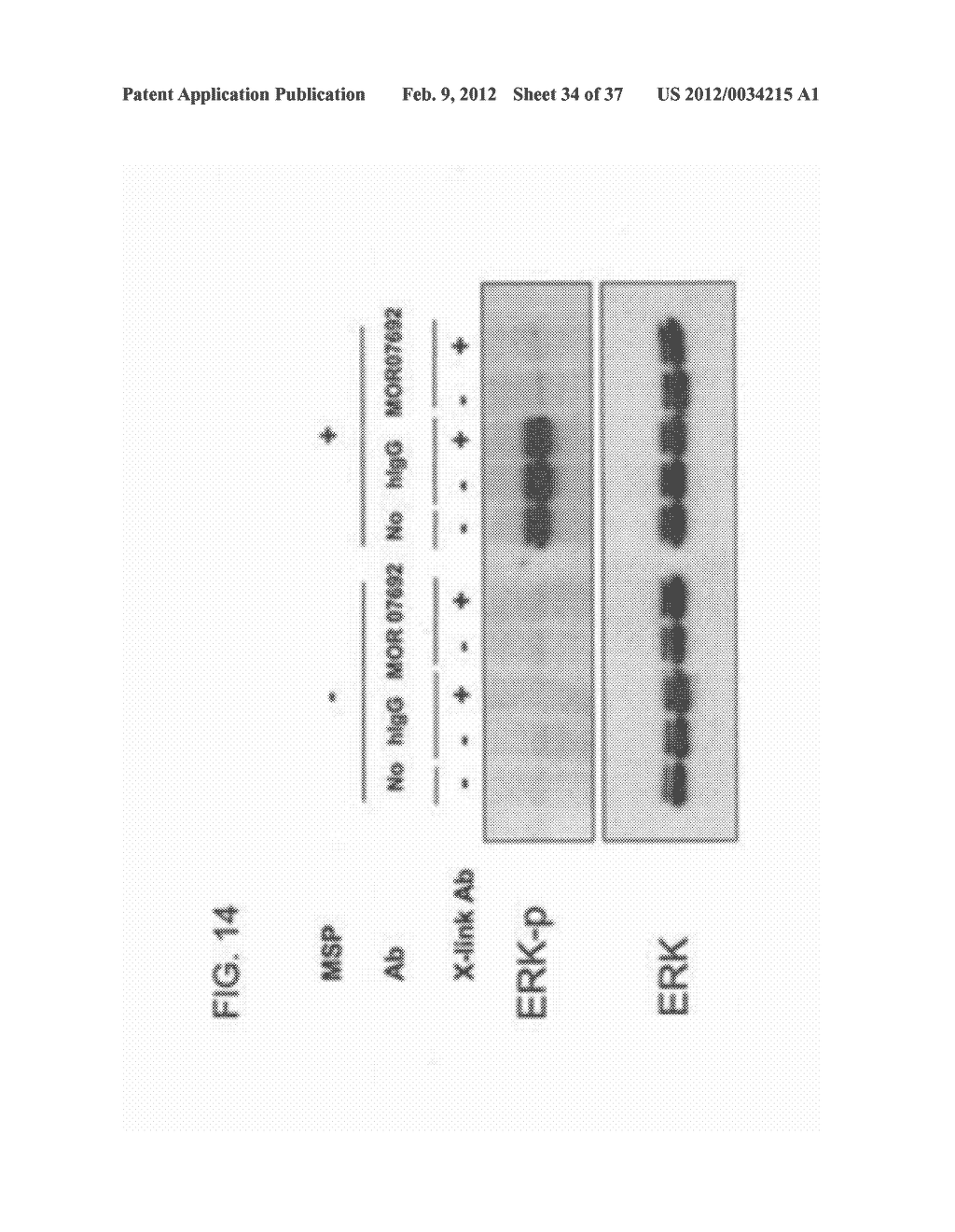 ANTI-MST1R ANTIBODIES AND USES THEREOF - diagram, schematic, and image 35