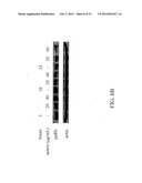 ANTI-NEOPLASTIC COMPOSITIONS COMPRISING EXTRACTS OF BLACK COHOSH diagram and image