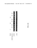 ANTI-NEOPLASTIC COMPOSITIONS COMPRISING EXTRACTS OF BLACK COHOSH diagram and image