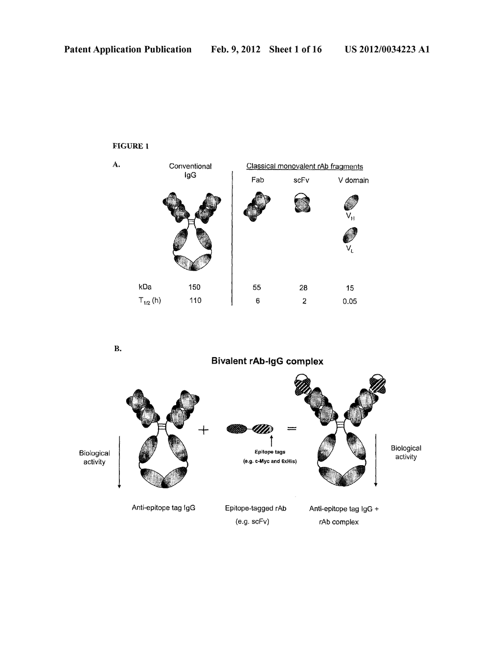 METHODS OF IMPROVING THE THERAPEUTIC EFFICACY AND UTILITY OF ANTIBODY     FRAGMENTS - diagram, schematic, and image 02