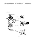 METHODS OF IMPROVING THE THERAPEUTIC EFFICACY AND UTILITY OF ANTIBODY     FRAGMENTS diagram and image