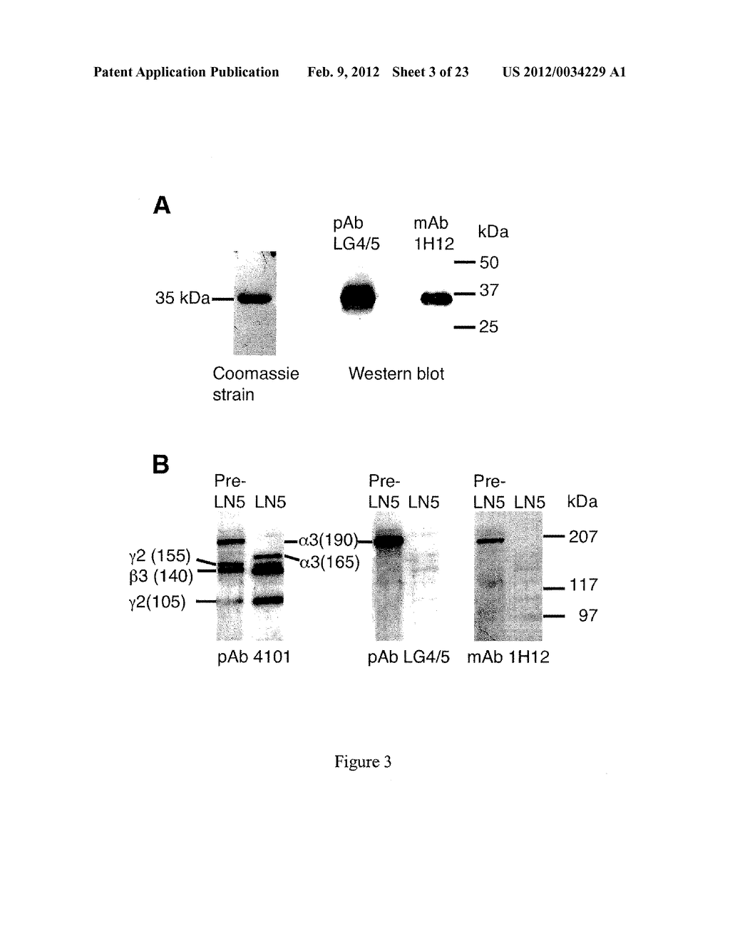 MONOCLONAL ANTIBODIES DIRECTED AGAINST LG4-5 DOMAIN OF ALPHA3 CHAIN OF     HUMAN LAMININ-5 - diagram, schematic, and image 04