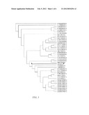 HCV VACCINES AND METHODS FOR USING THE SAME diagram and image