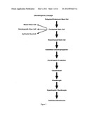 Monoclonal Antibody Capable of Binding Integrin Alpha 10 Beta 1 diagram and image