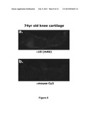 Monoclonal Antibody Capable of Binding Integrin Alpha 10 Beta 1 diagram and image