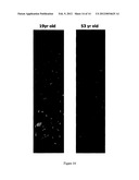 Monoclonal Antibody Capable of Binding Integrin Alpha 10 Beta 1 diagram and image