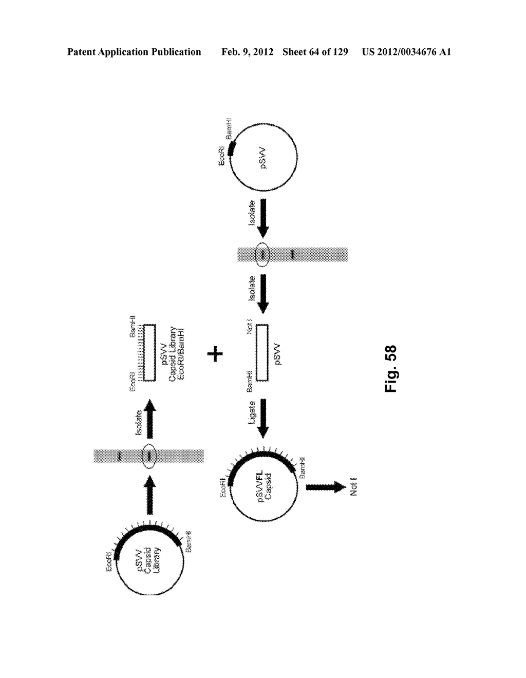 SENECA VALLEY VIRUS BASED COMPOSITIONS AND METHODS FOR TREATING DISEASE - diagram, schematic, and image 65