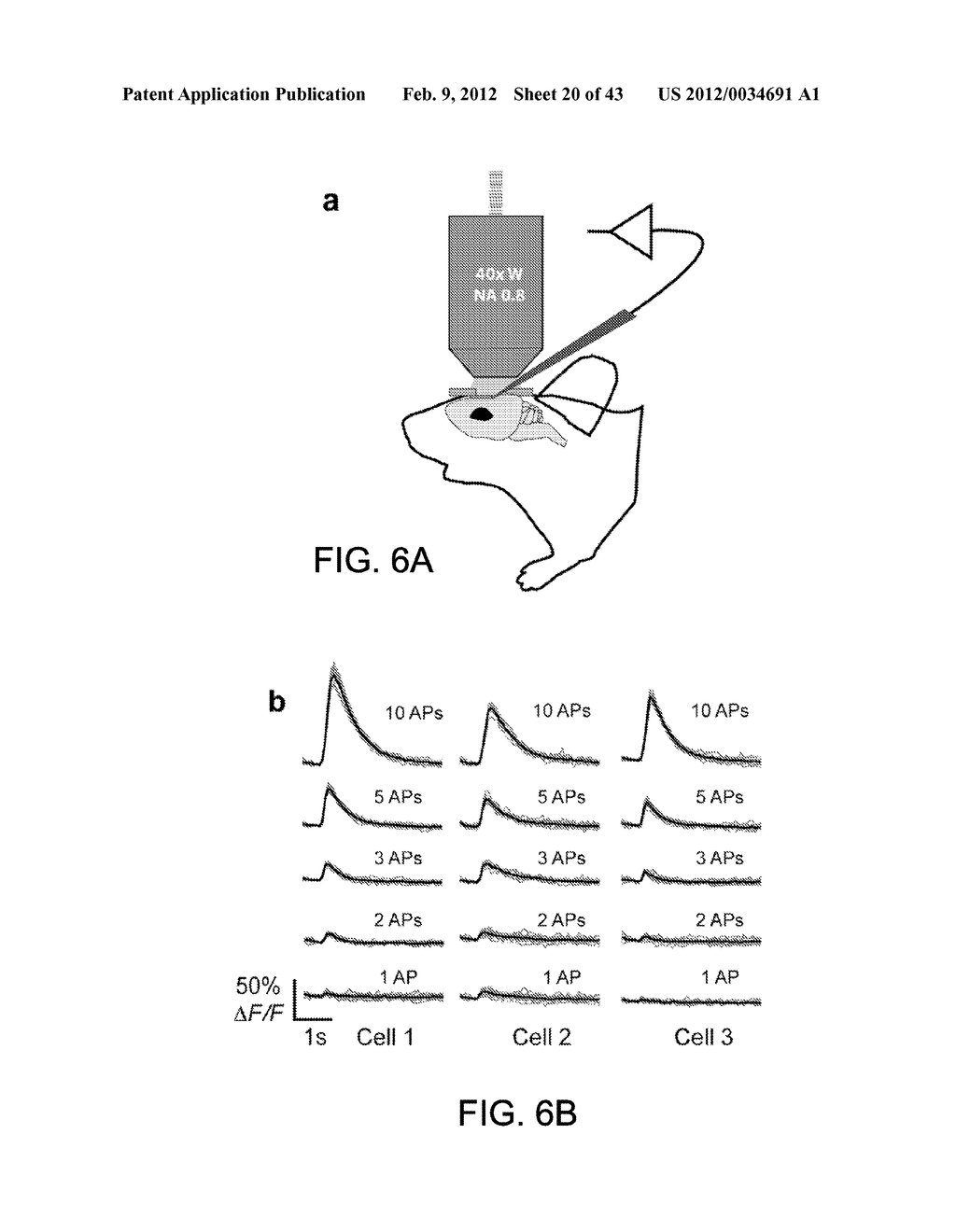 GENETICALLY ENCODED CALCIUM INDICATORS AND METHODS OF USE - diagram, schematic, and image 21