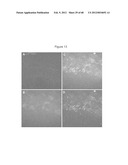 ENDOCRINE PRECURSOR CELLS, PANCREATIC HORMONE-EXPRESSING CELLS AND METHODS     OF PRODUCTION diagram and image