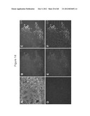 ENDOCRINE PRECURSOR CELLS, PANCREATIC HORMONE-EXPRESSING CELLS AND METHODS     OF PRODUCTION diagram and image