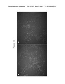 ENDOCRINE PRECURSOR CELLS, PANCREATIC HORMONE-EXPRESSING CELLS AND METHODS     OF PRODUCTION diagram and image