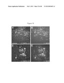 ENDOCRINE PRECURSOR CELLS, PANCREATIC HORMONE-EXPRESSING CELLS AND METHODS     OF PRODUCTION diagram and image