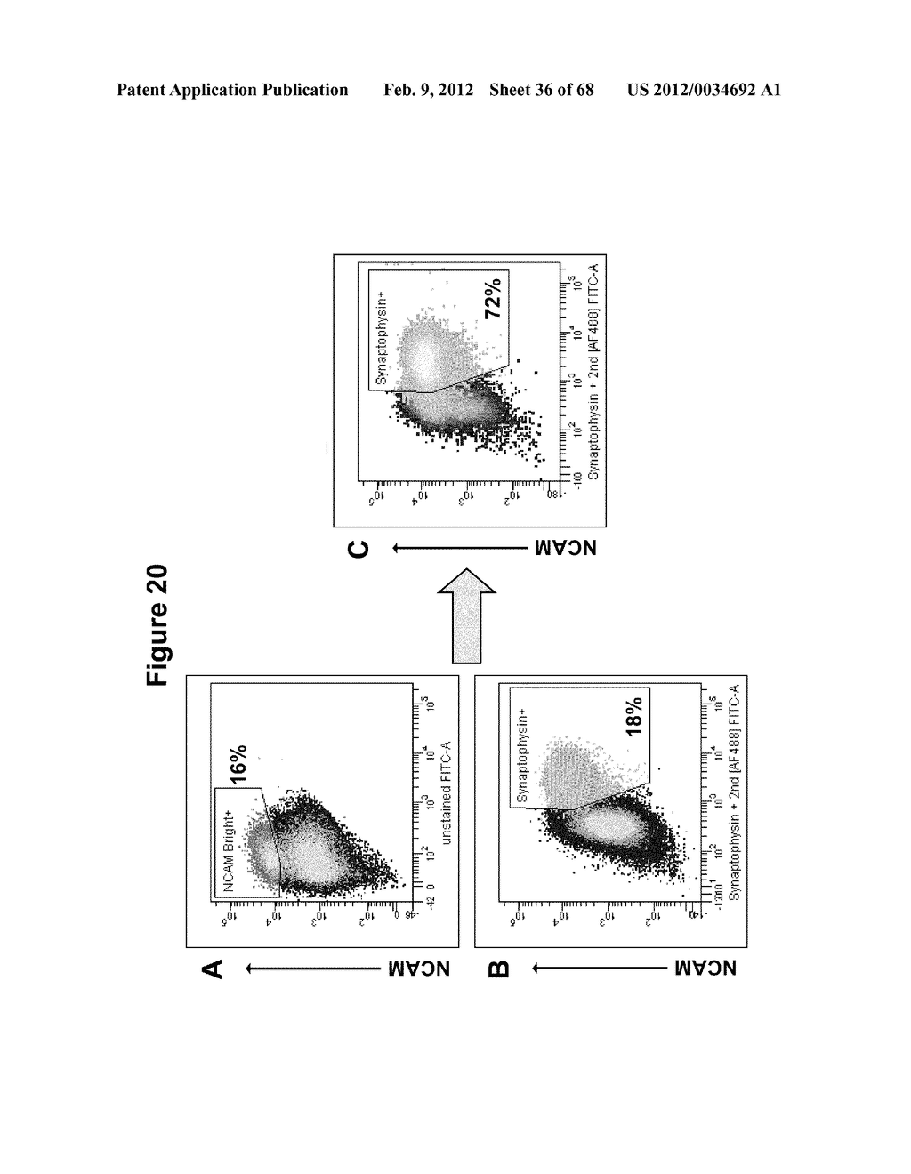 ENDOCRINE PRECURSOR CELLS, PANCREATIC HORMONE-EXPRESSING CELLS AND METHODS     OF PRODUCTION - diagram, schematic, and image 37