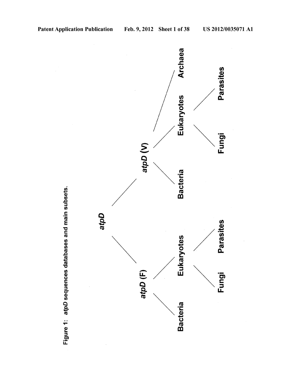 HIGHLY CONSERVED GENES AND THEIR USE TO GENERATE PROBES AND PRIMERS FOR     DETECTION OF MICROORGANISMS - diagram, schematic, and image 02