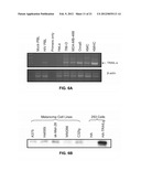 METHODS OF REDUCING TRAIL-INDUCED APOPTOSIS BY TRAIL ISOFORMS diagram and image