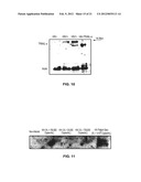 METHODS OF REDUCING TRAIL-INDUCED APOPTOSIS BY TRAIL ISOFORMS diagram and image