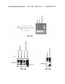 METHODS OF REDUCING TRAIL-INDUCED APOPTOSIS BY TRAIL ISOFORMS diagram and image