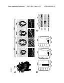 DUAL TARGETING OF MIR-208 AND MIR-499 IN THE TREATMENT OF CARDIAC     DISORDERS diagram and image