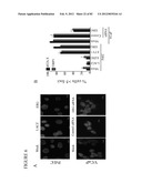 PARP1 TARGETED THERAPY diagram and image