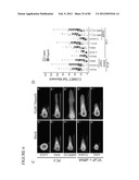 PARP1 TARGETED THERAPY diagram and image