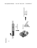 PARP1 TARGETED THERAPY diagram and image