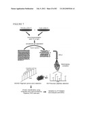 PARP1 TARGETED THERAPY diagram and image