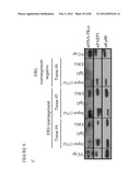 PARP1 TARGETED THERAPY diagram and image