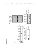 PARP1 TARGETED THERAPY diagram and image