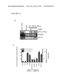 PARP1 TARGETED THERAPY diagram and image