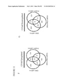 PARP1 TARGETED THERAPY diagram and image