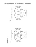 PARP1 TARGETED THERAPY diagram and image