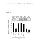 PARP1 TARGETED THERAPY diagram and image