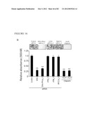 PARP1 TARGETED THERAPY diagram and image