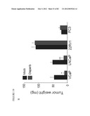 PARP1 TARGETED THERAPY diagram and image