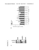 PARP1 TARGETED THERAPY diagram and image