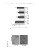 PARP1 TARGETED THERAPY diagram and image