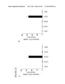 PARP1 TARGETED THERAPY diagram and image