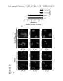 PARP1 TARGETED THERAPY diagram and image