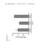 PARP1 TARGETED THERAPY diagram and image