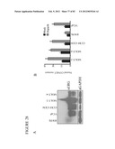 PARP1 TARGETED THERAPY diagram and image