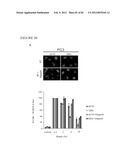 PARP1 TARGETED THERAPY diagram and image