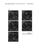 INTRAVITAL SAMPLE DEVICE FOR IN VIVO DRUG SCREENING diagram and image